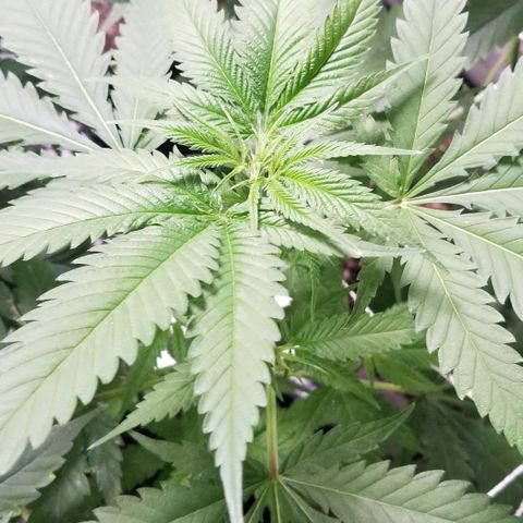Unknown strain growlog photo: Flower stacker introduced
