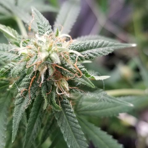 Unknown strain growlog photo: Buds