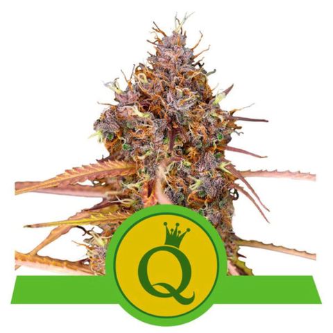 Purple Queen Automatic growlog timeline photo