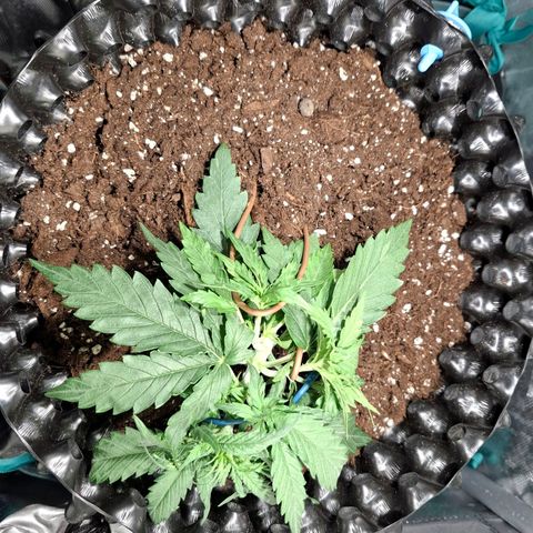 Purple Queen Automatic growlog timeline photo