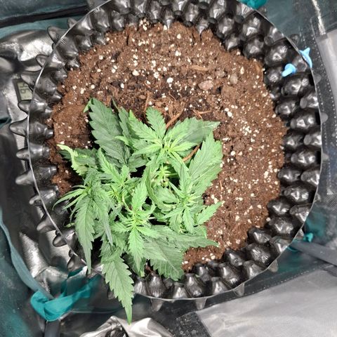 Purple Queen Automatic growlog timeline photo
