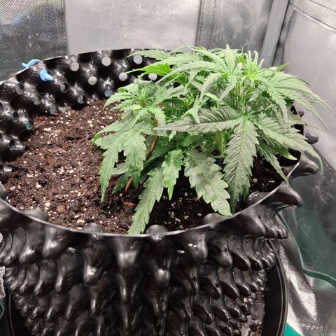 Purple Queen Automatic growlog timeline photo