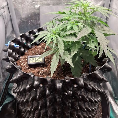 Purple Queen Automatic growlog timeline photo