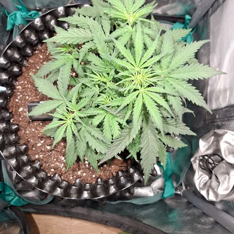 Purple Queen Automatic growlog timeline photo