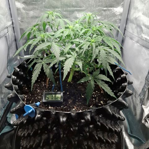 Purple Queen Automatic growlog timeline photo