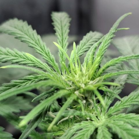 Purple Queen Automatic growlog photo: It starts flowering