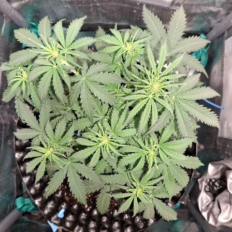 Purple Queen Automatic growlog timeline photo