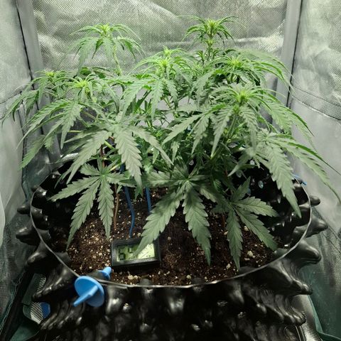 Purple Queen Automatic growlog timeline photo