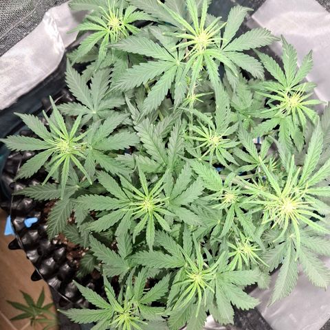 Purple Queen Automatic growlog timeline photo