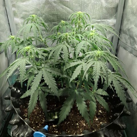 Purple Queen Automatic growlog timeline photo
