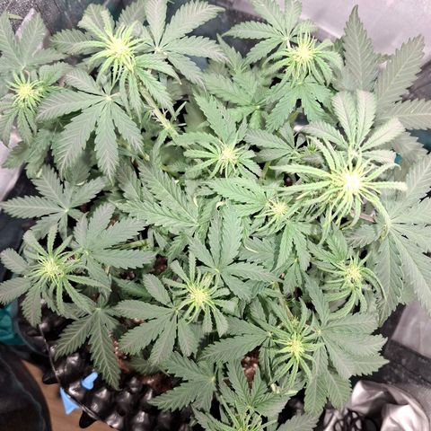 Purple Queen Automatic growlog timeline photo