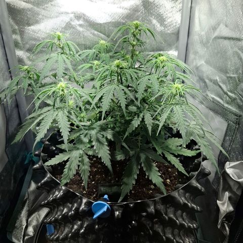 Purple Queen Automatic growlog timeline photo