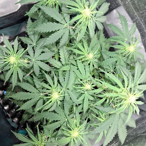 Purple Queen Automatic growlog timeline photo