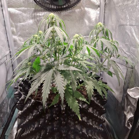 Purple Queen Automatic growlog timeline photo