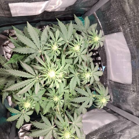 Purple Queen Automatic growlog timeline photo