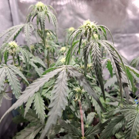 Purple Queen Automatic growlog timeline photo