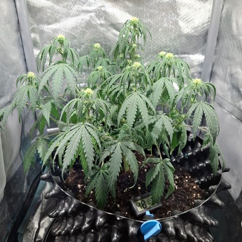 Purple Queen Automatic growlog timeline photo