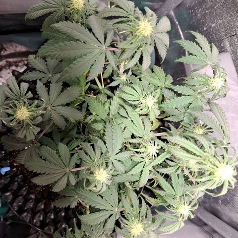 Purple Queen Automatic growlog timeline photo