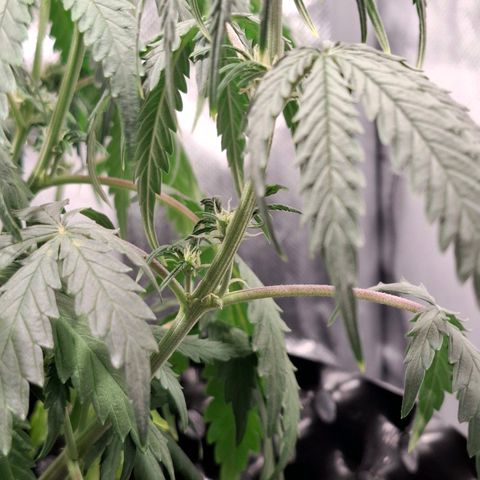 Purple Queen Automatic growlog timeline photo