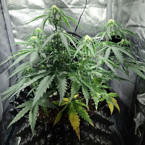 Purple Queen Automatic growlog timeline photo