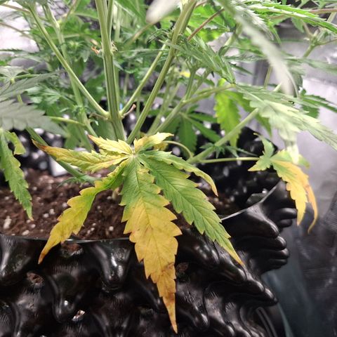 Purple Queen Automatic growlog timeline photo