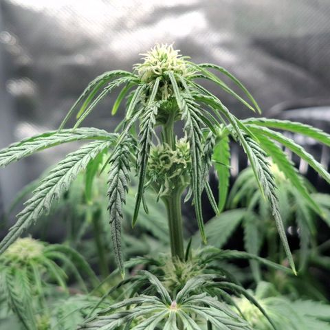 Purple Queen Automatic growlog timeline photo