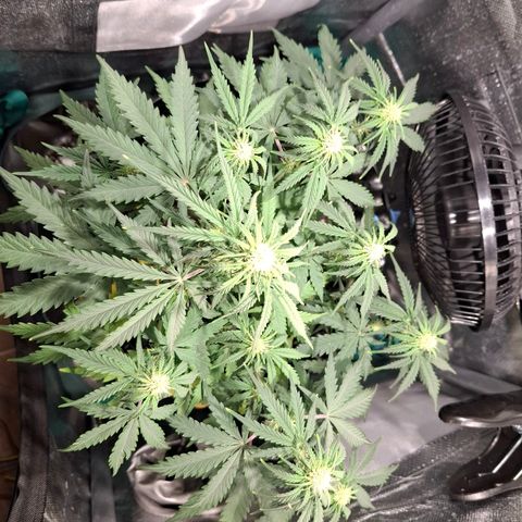 Purple Queen Automatic growlog timeline photo