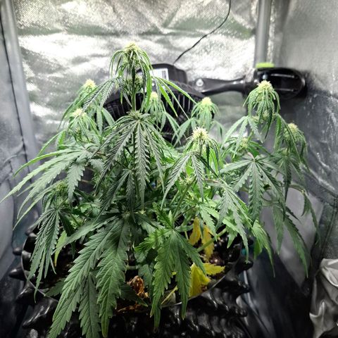 Purple Queen Automatic growlog timeline photo