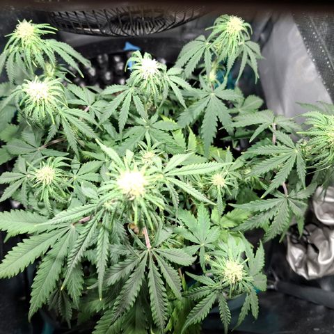 Purple Queen Automatic growlog timeline photo