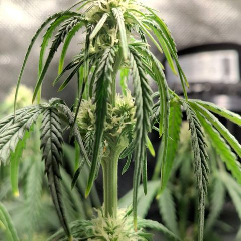 Purple Queen Automatic growlog timeline photo