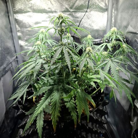 Purple Queen Automatic growlog timeline photo