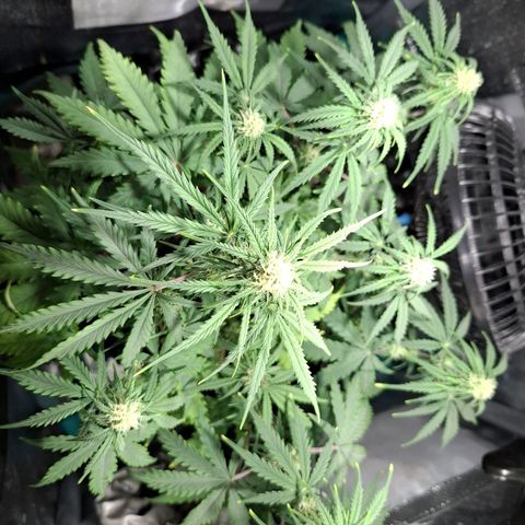 Purple Queen Automatic growlog timeline photo