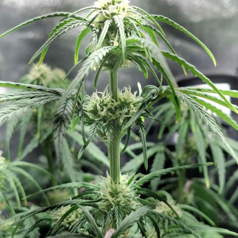 Purple Queen Automatic growlog timeline photo