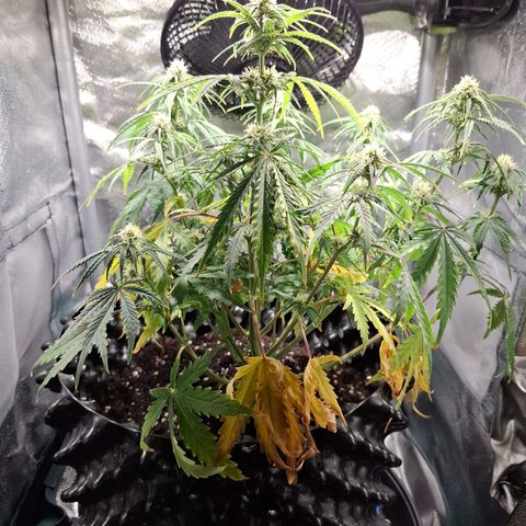 Purple Queen Automatic growlog timeline photo