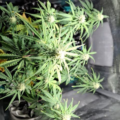 Purple Queen Automatic growlog timeline photo