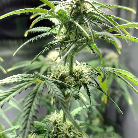 Purple Queen Automatic growlog timeline photo