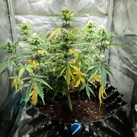 Purple Queen Automatic growlog timeline photo