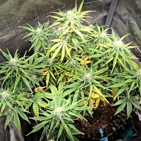 Purple Queen Automatic growlog timeline photo
