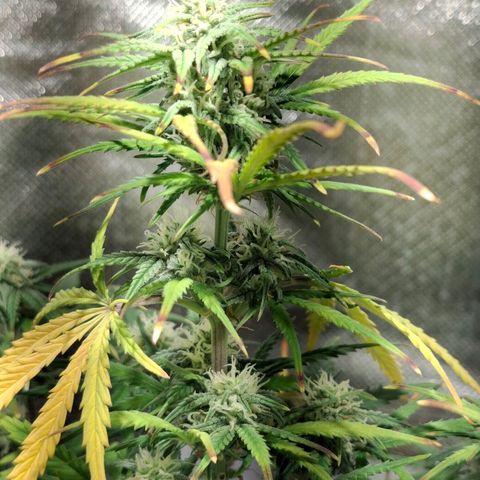 Purple Queen Automatic growlog timeline photo