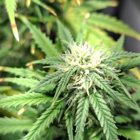 Purple Queen Automatic growlog timeline photo