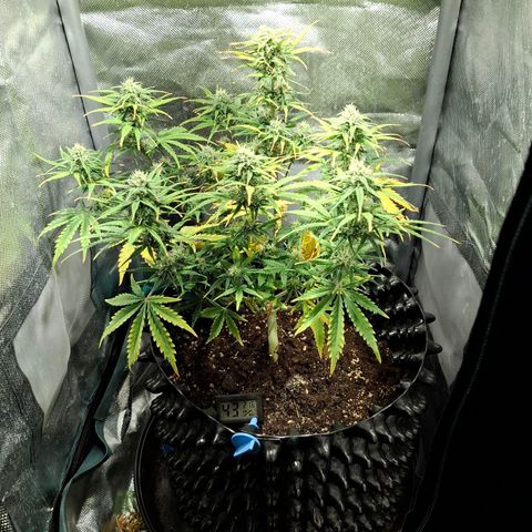 Purple Queen Automatic growlog timeline photo