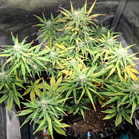 Purple Queen Automatic growlog timeline photo
