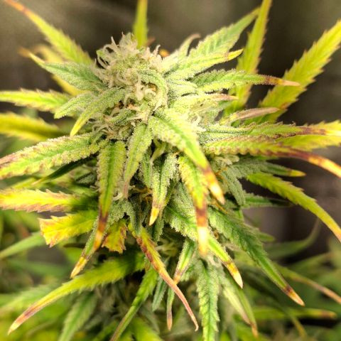 Purple Queen Automatic growlog timeline photo
