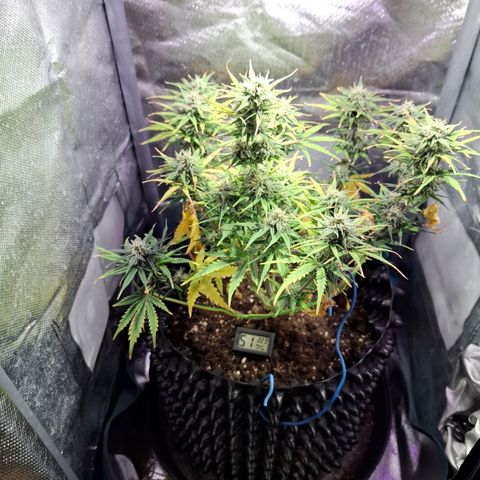Purple Queen Automatic growlog timeline photo