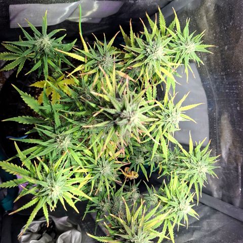 Purple Queen Automatic growlog timeline photo