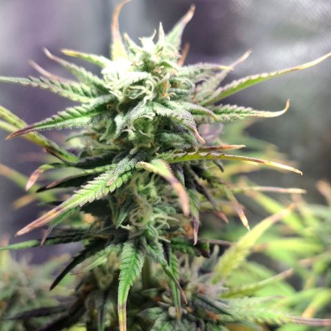 Purple Queen Automatic growlog timeline photo