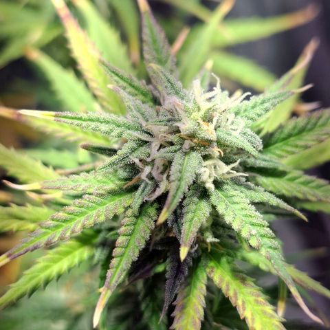 Purple Queen Automatic growlog timeline photo