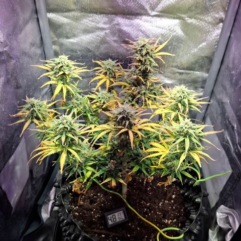 Purple Queen Automatic growlog timeline photo