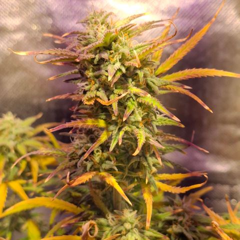 Purple Queen Automatic growlog timeline photo