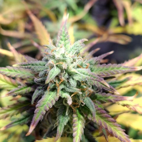 Purple Queen Automatic growlog timeline photo